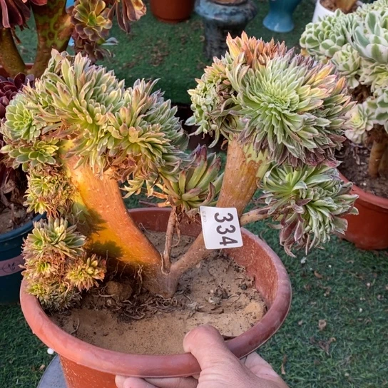 金丝菊缀化不包损微瑕334