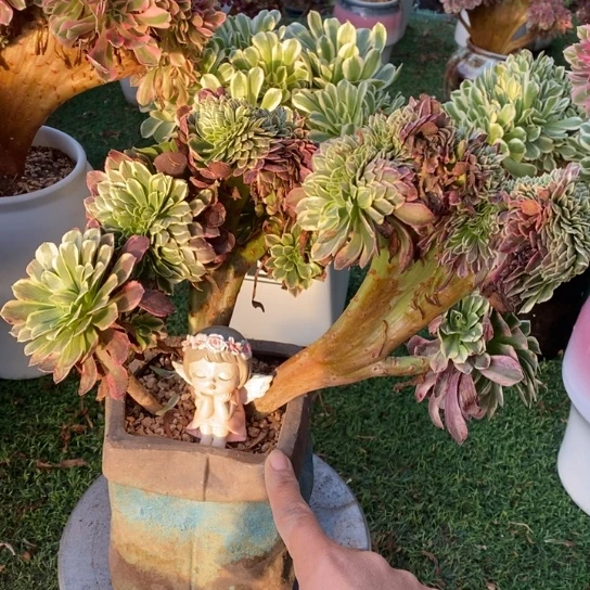 朝霞缀缀化不包983