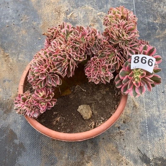 粉女巫缀化不包损866