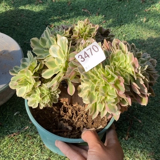 粉女巫缀化微瑕不包损3470