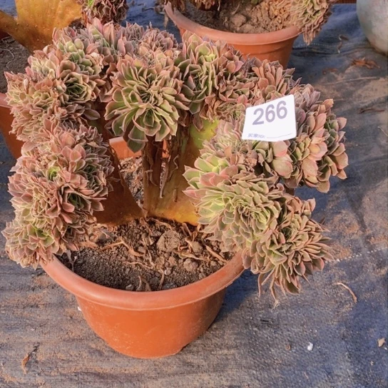 女神缀化不包损266