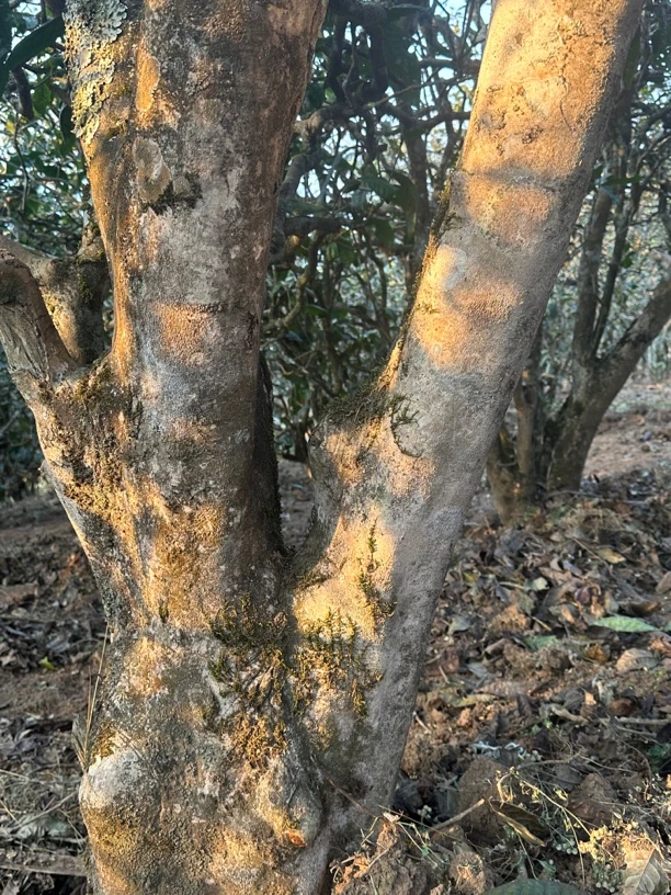 【精制｜古树秋茶】茶农家古树秋茶