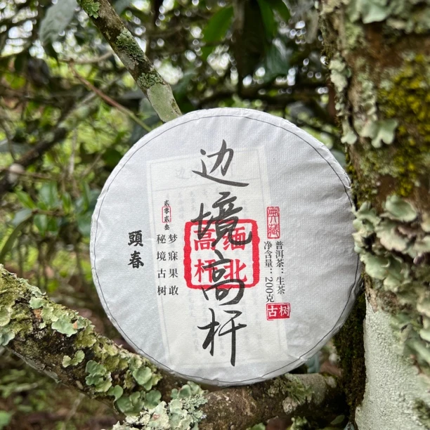 【中缅边境.高杆古树】2024年古树明前头春