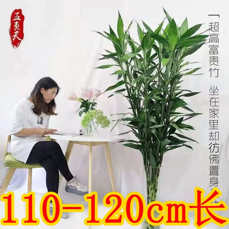 美烁富贵竹中竹【80-90cm】水培植物办公居家水养花卉绿植节节高