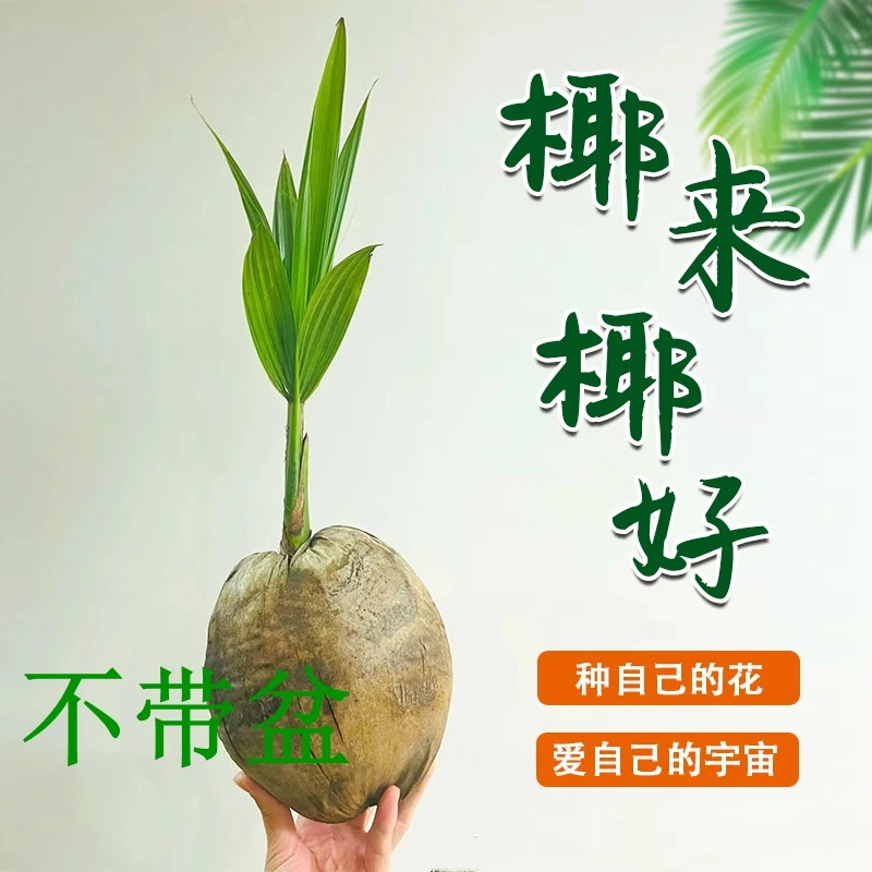 【椰来椰好】海南椰子树苗水培植物桌面摆件带盆好养易活绿植盆栽