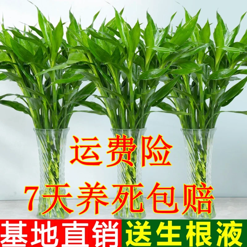 美烁富贵竹水培植物办公室居家水养客厅花卉绿植花水养节节高