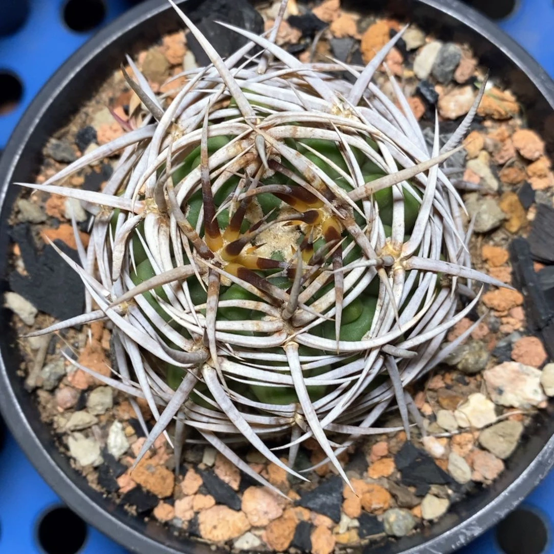 实生日系狂豪刺碧岩玉6