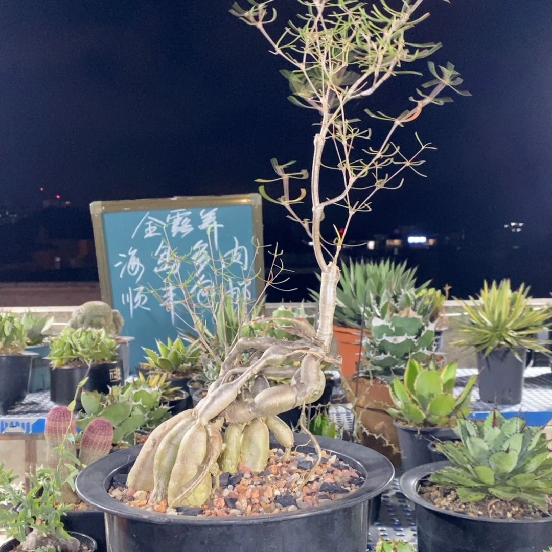 柳叶麒麟老桩，提根多年