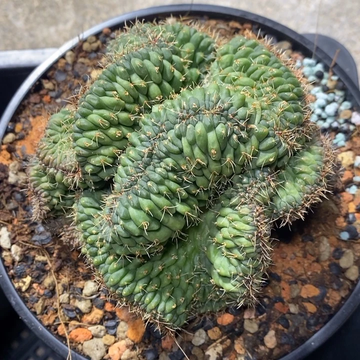 实生多花玉缀化3