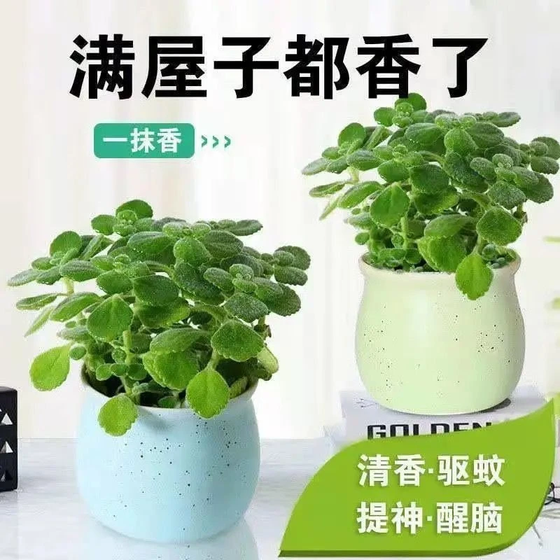 一抹香驱蚊香草碰碰香盆栽除异味客厅多肉净化空气除甲醛绿植