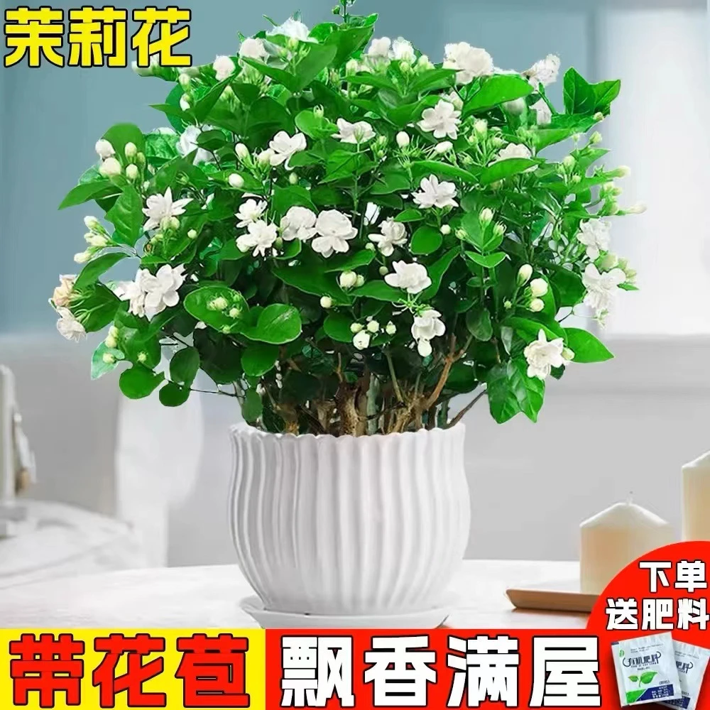 茉莉花苗盆栽带花苞九里香老桩驱蚊阳台栀子花绿植物室内四季开花