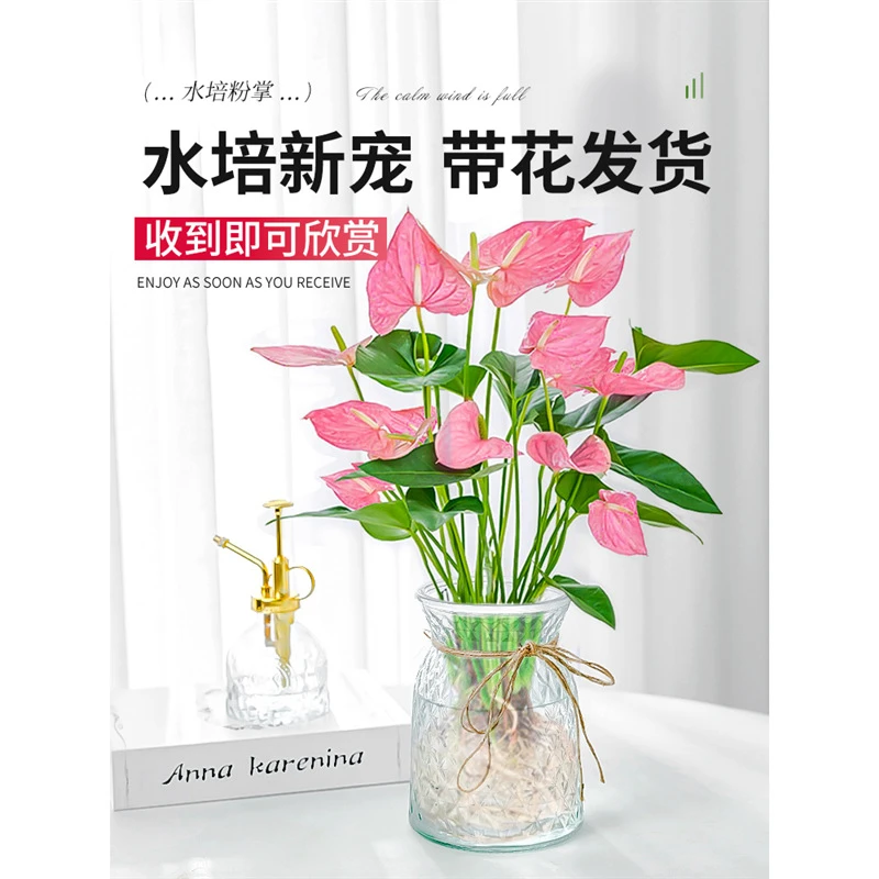 水培植物粉掌盆栽水养红掌鲜花绿植办公室内桌面好养活四季开花卉