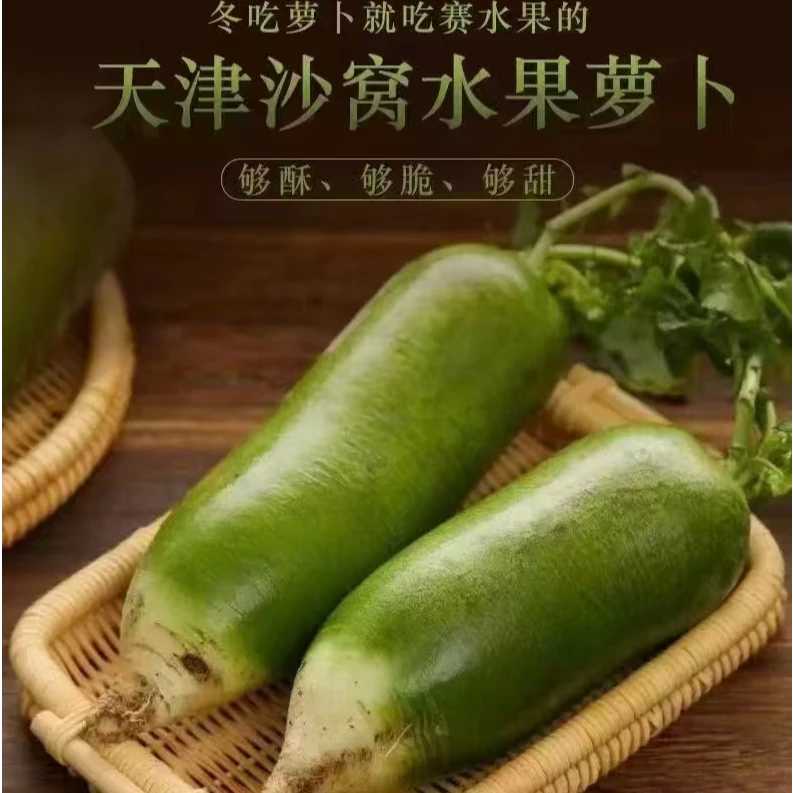 【天津沙窝萝卜】小沙窝村脆甜水果萝卜新鲜现采摘（坏了包赔）