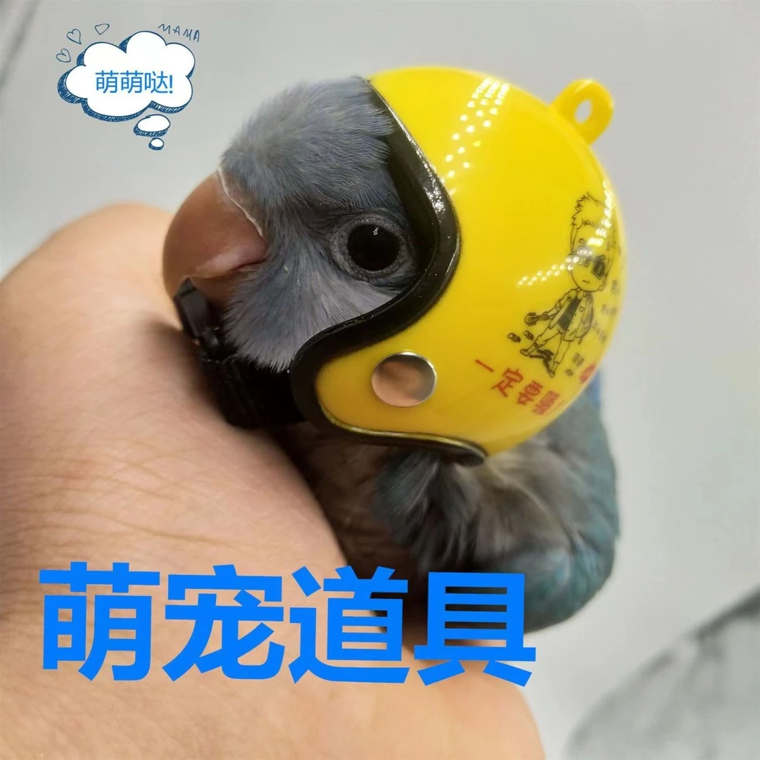 鹦鹉头盔戴的小帽子虎皮玄凤牡丹头饰 破风鸭头盔套小黄鸭竹蜻蜓