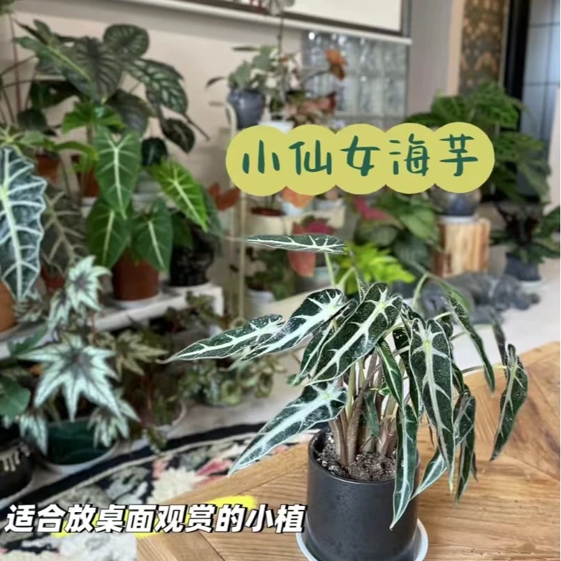 【小仙女海芋】室内阳台客厅观赏盆栽花卉植株带盆基地直销懒人好养