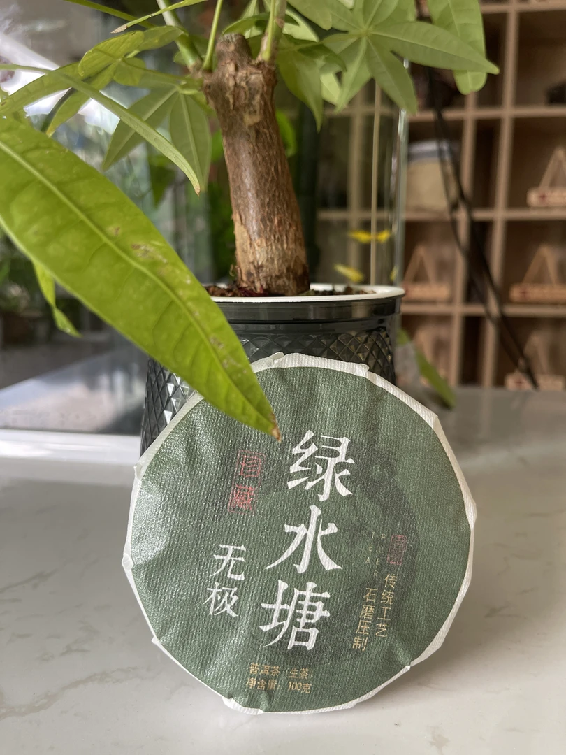 2024年绿水塘（无极）头春头采山头纯料普洱生茶