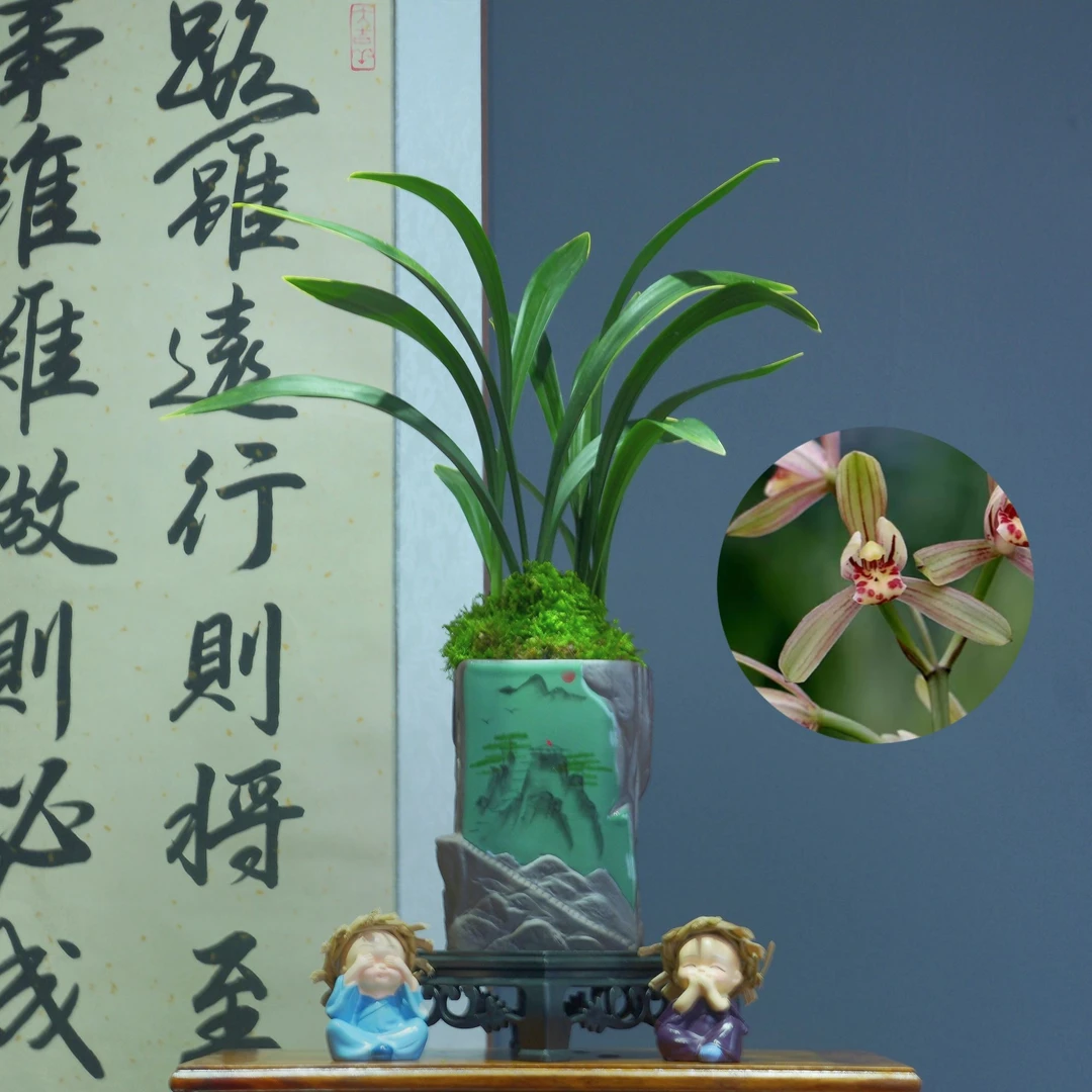 建兰铭品[禅月达摩]带山水浮雕陶瓷盆种好适合新手好养易活