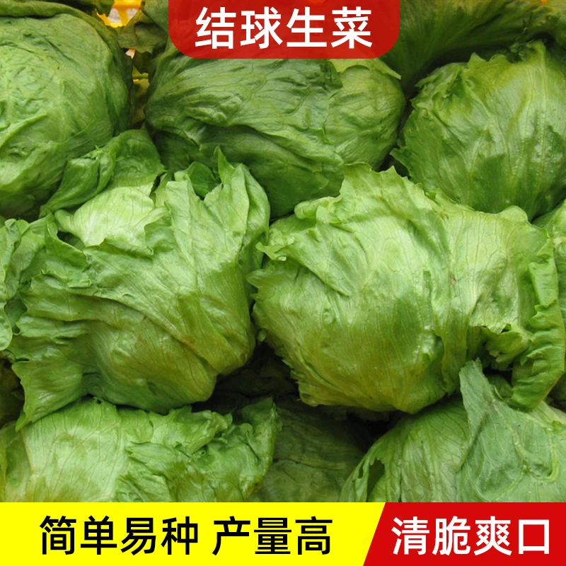 ☆结球生菜种子家庭小院种植青菜四季阳台盆栽青菜