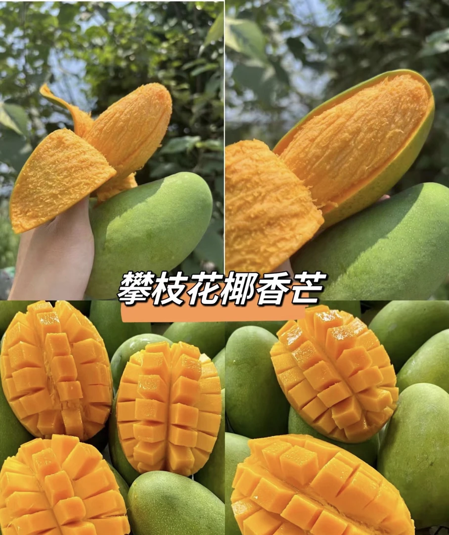 正宗攀枝花椰香芒果鸡蛋芒新鲜采摘应季水果香味浓郁新鲜芒果
