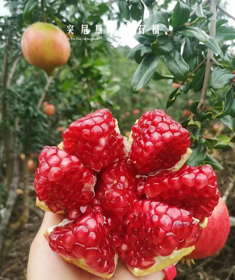 【顺丰发货】四川攀枝花大田突尼斯软籽石榴新鲜采摘应季水果