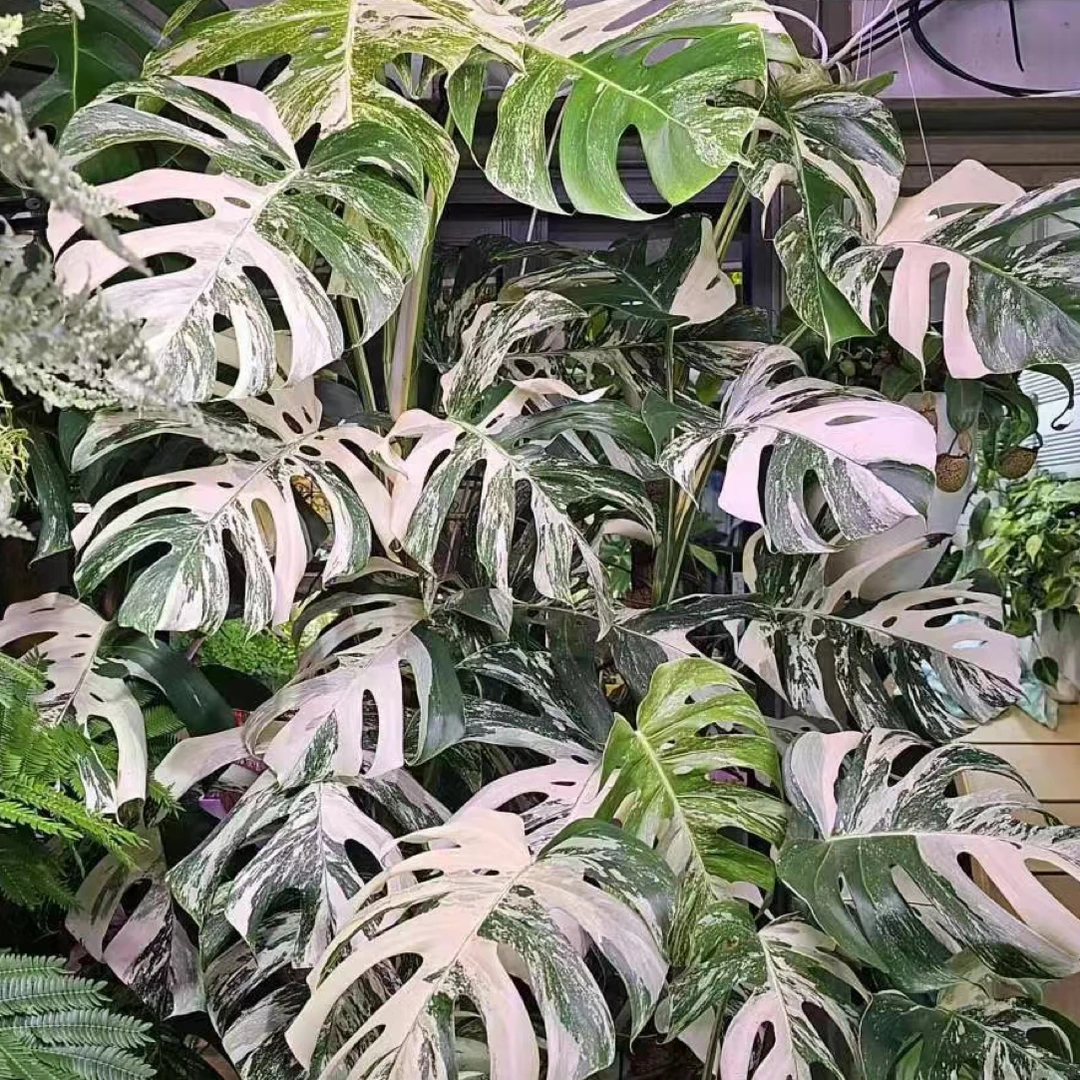 1热带植物ins风白龟盆栽花卉绿植一物一拍叶损不售后壹号链接