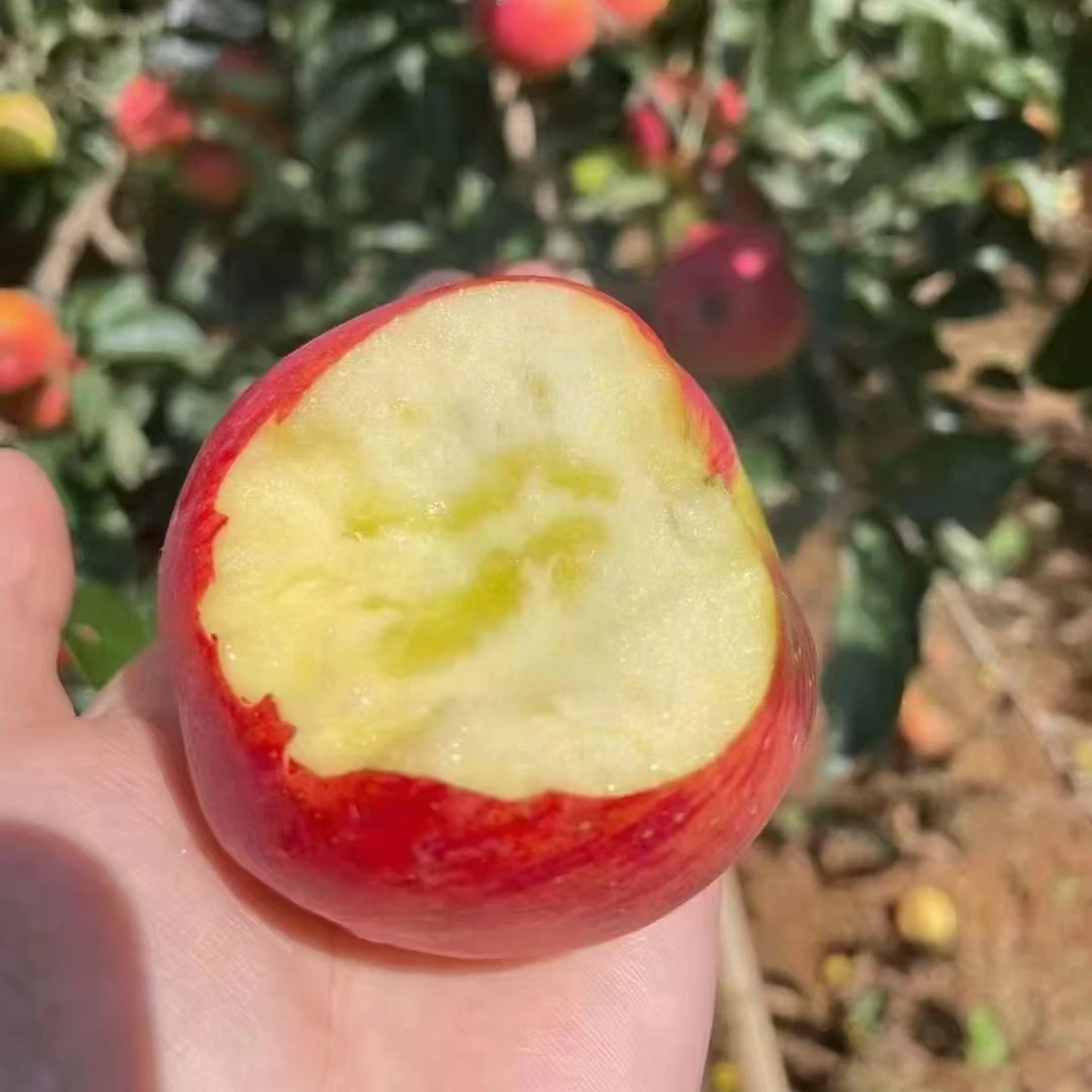 产地直发邵通红露苹果酥脆可口新鲜食用快递重量好吃售后水分