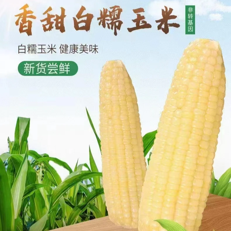 白糯玉米棒香糯东北黏真空饱满健康美味产品蒸煮香甜营养懒人早餐