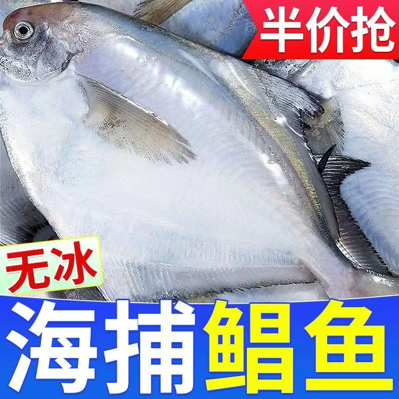 林蓝螺精挑细选大大号新鲜海捕鲳鱼肉厚实真空包装 3条/1斤