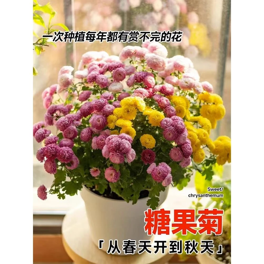糖果菊种孑混色千头菊种子球花种籽子四季播种开花翠菊小雏菊花籽