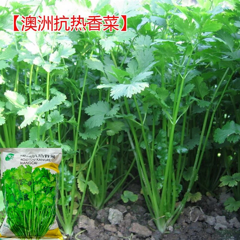 澳洲抗热香菜种子小叶芫荽籽种农老品种春秋阳台盆栽蔬菜种孑大全