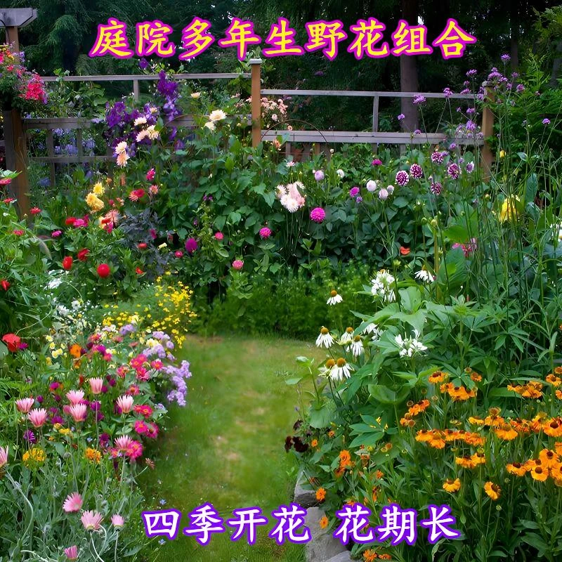 粉黛乱子草种子四季易种活花籽耐寒耐旱道路庭院景观室外花卉植物