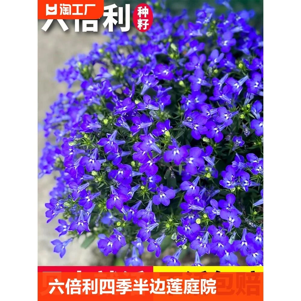 花种四季开花室外盆栽花卉宿根种子食用重瓣多年生虞美人满天星