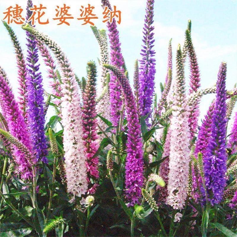 穗花婆婆纳花卉种子多年生宿根春秋播种简单易活阳台庭院街道盆栽