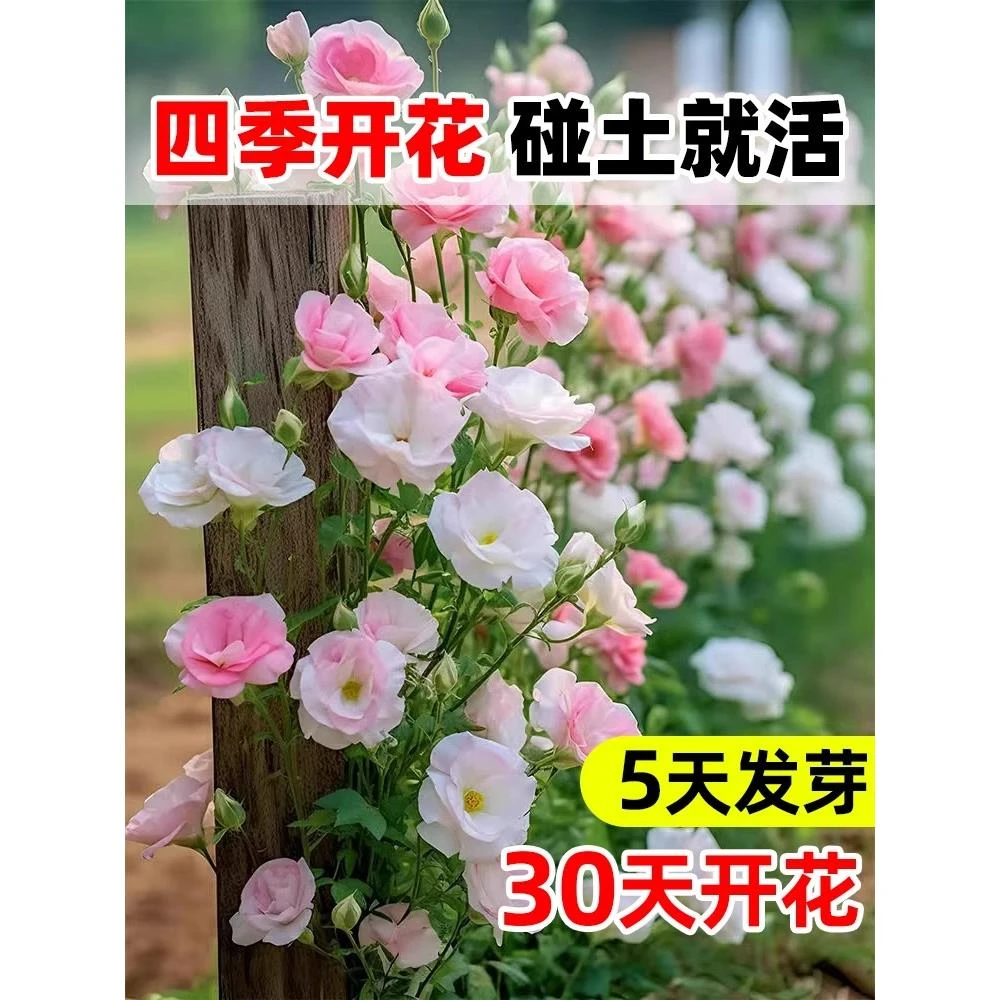 进口重瓣洋桔梗花种籽混色四季播种开花易活花卉种籽子室内外花籽