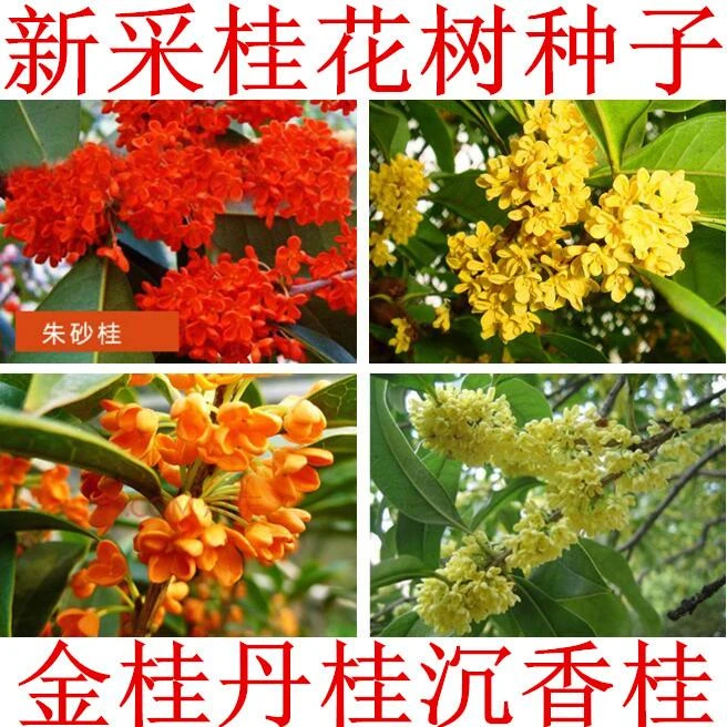 新采桂花种子桂花树种子金桂丹桂沉香桂朱砂桂四季桂花种桂花籽