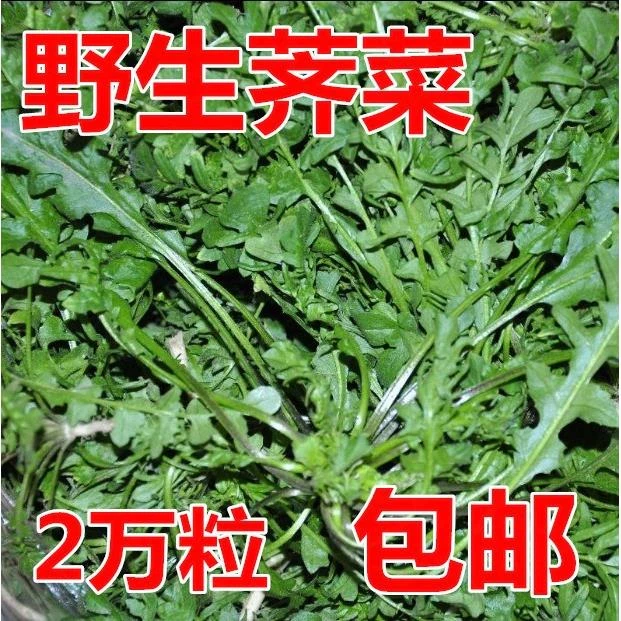 纯野生荠荠菜种子 特菜野菜种子农家老品种蔬菜种子春 四季播包邮