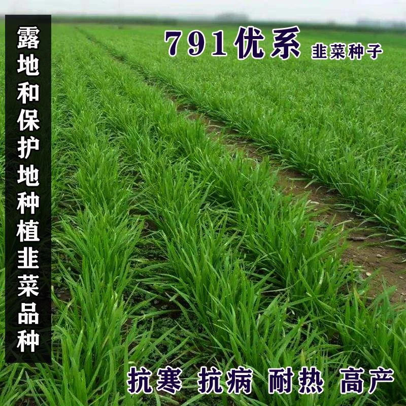 791优系韭菜种子抗寒高产直立性好不休眠四季播家庭阳台河南韭菜