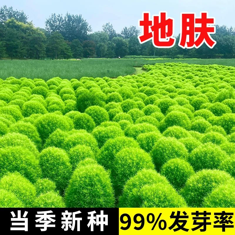 地肤草种子孑红绿叶地麦铁扫帚草籽园林景观观赏绿化四季耐寒花籽