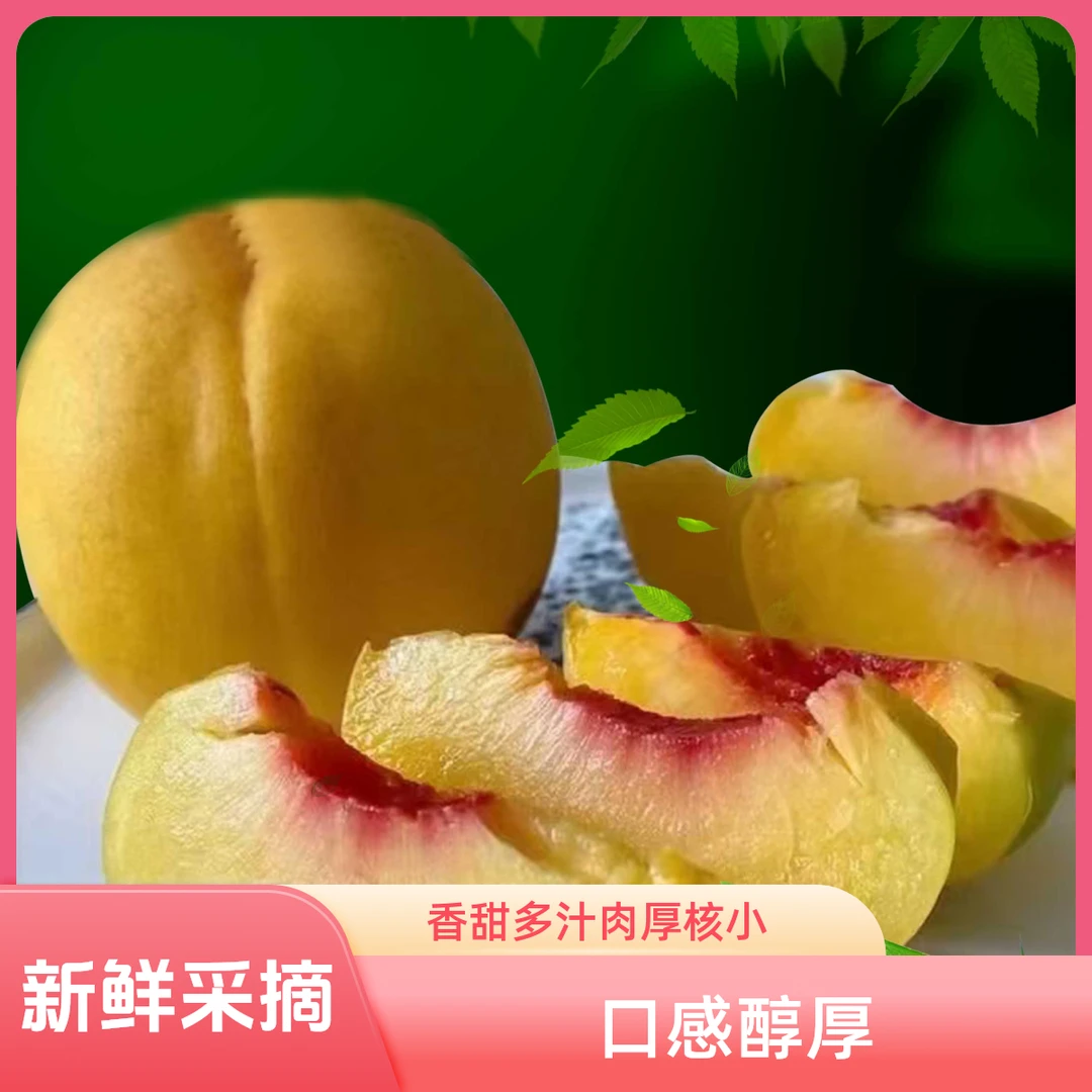 【正宗蒙阴】黄金毛桃鲜嫩香甜多汁肉厚核小新鲜采摘果园直发