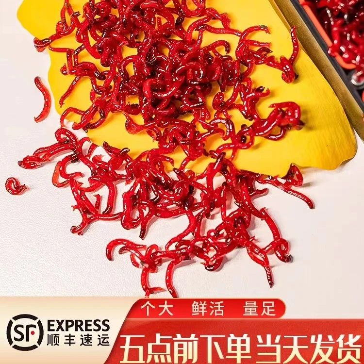 冬季钓鱼爆护野钓台钓鱼饵