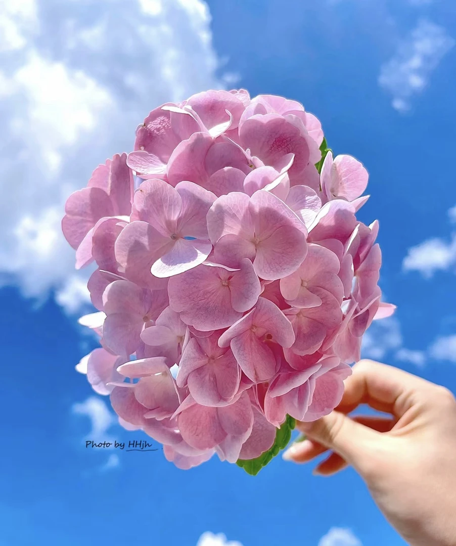 程程花园店-露天大花绣球【甜蜜幻想】新老枝条开花