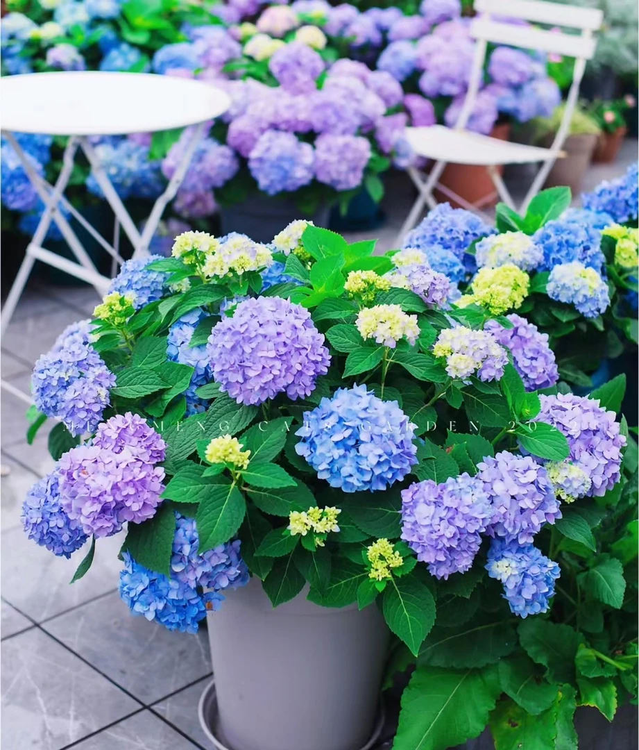程程花园店-露天大花绣球【无尽夏】新老枝开花