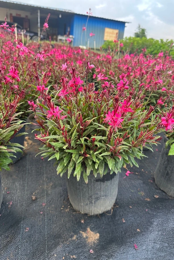 程程花园店-【千鸟花】玫红色-2加仑