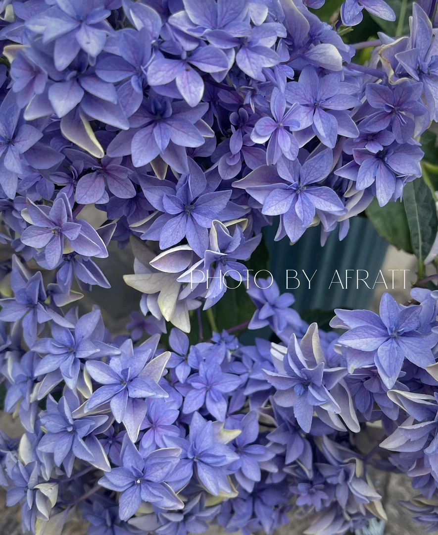 程程花园店-露天大花绣球【蓝天苏】新老枝条开花-梦开2季花
