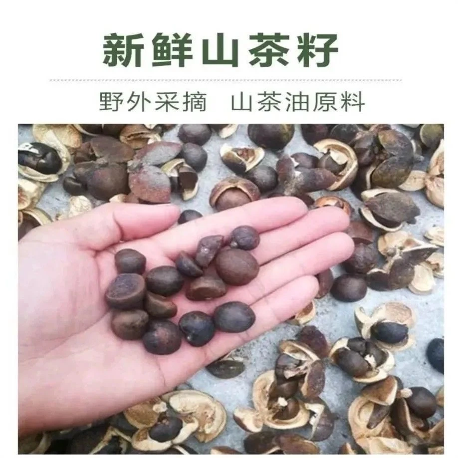 野生小粒山茶籽老品种薄皮饱满霜降采摘野山茶果出油率高小米籽粒