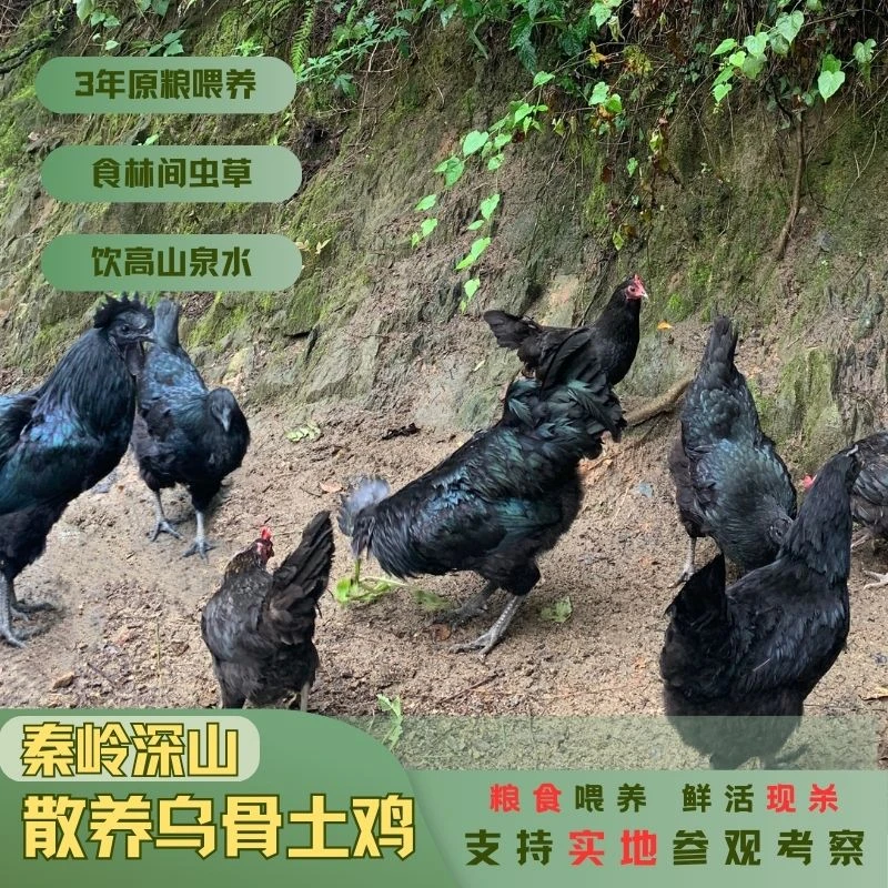 天麻鸡 秦岭深山 散养乌骨鸡 粮食喂养土鸡土鸡