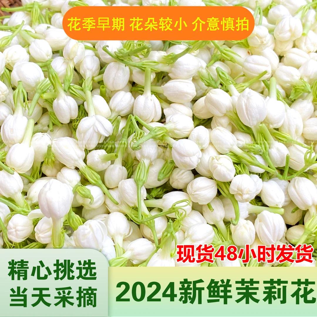 广西横州茉莉花鲜花当天采摘发货优质花骨朵优质手工挑选大朵花期