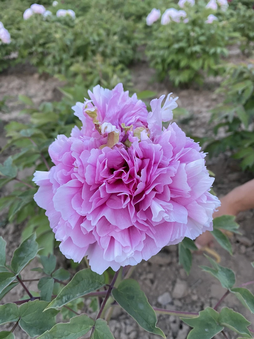 【国峰牡丹】&蓝冠-先发肥料 秋季发苗