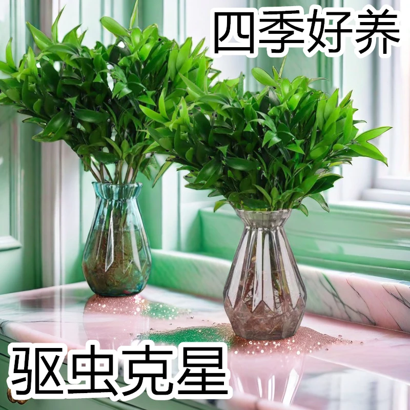 驱蚊竹好养水养玻璃瓶四季常青盆景耐活花卉净化空气绿植盆栽竹柏