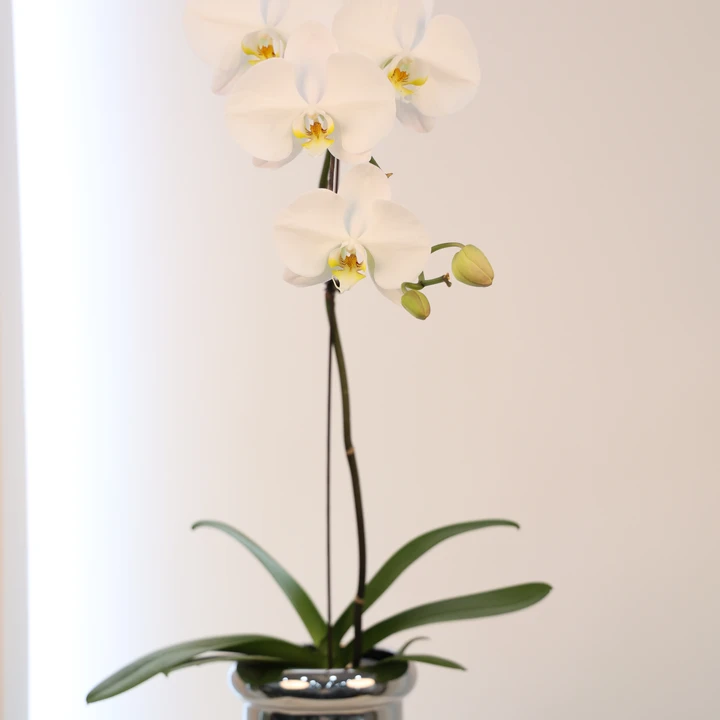 【大白】室内盆栽蝴蝶兰